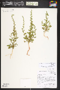 Dysphania graveolens image