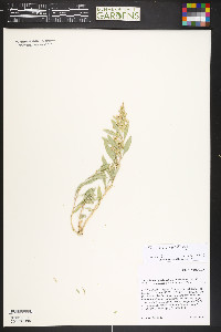 Zuckia brandegeei image