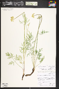 Pseudocymopterus montanus image