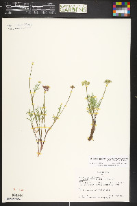 Pseudocymopterus montanus image