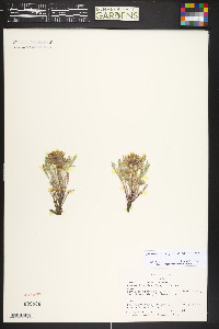 Chaenactis douglasii image