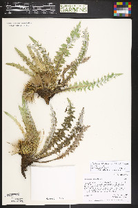 Cirsium tioganum var. tioganum image