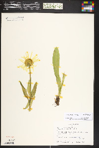 Hymenoxys hoopesii image