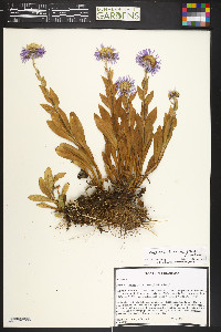 Erigeron glaucus image