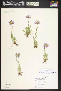 Erigeron grandiflorus image