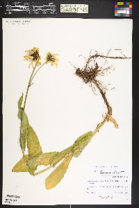 Senecio amplectens image