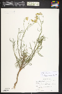 Senecio pudicus image