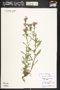 Dieteria bigelovii var. bigelovii image