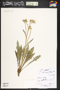 Crepis occidentalis image