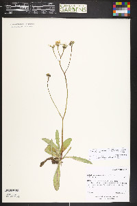 Crepis runcinata image