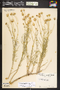 Senecio flaccidus var. flaccidus image