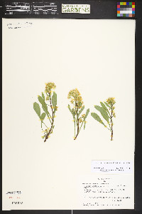 Solidago simplex var. simplex image