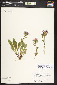 Symphyotrichum foliaceum image