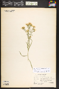 Symphyotrichum porteri image