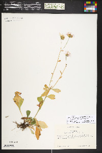 Symphyotrichum spathulatum image