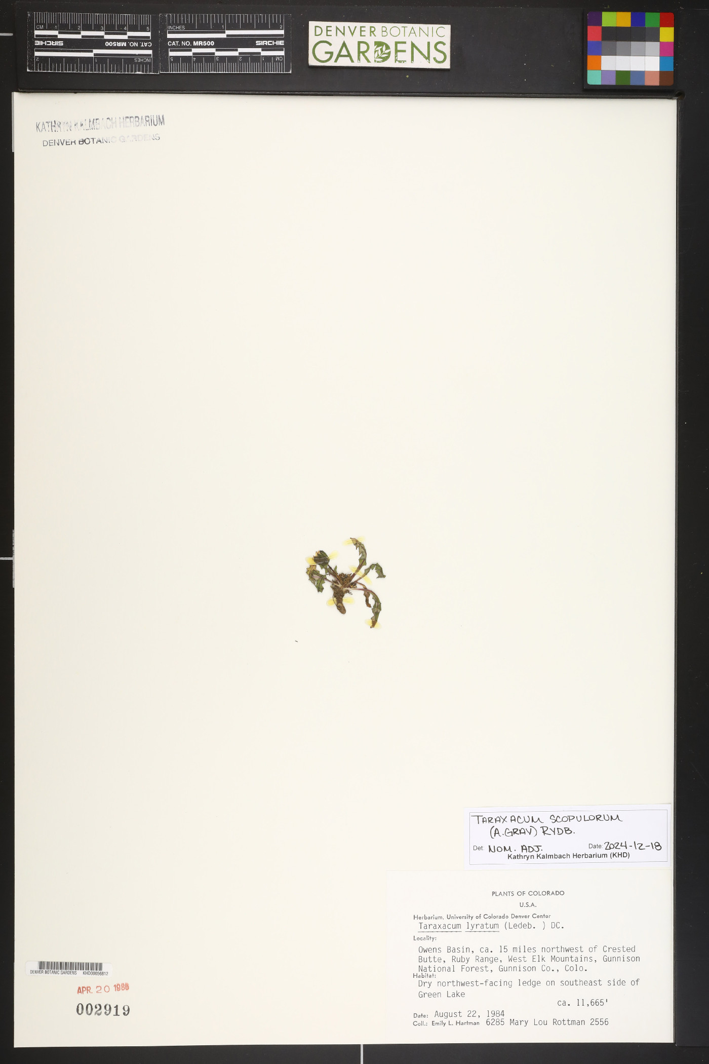 Taraxacum scopularum image
