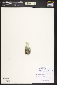 Tetraneuris acaulis image