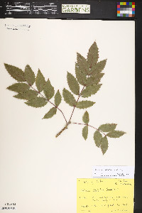 Mahonia aquifolium image