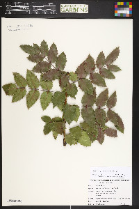 Mahonia aquifolium image