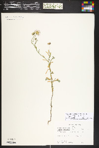 Symphyotrichum falcatum image