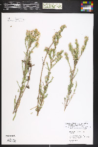 Symphyotrichum falcatum image