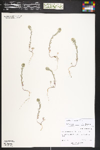 Alyssum alyssoides image