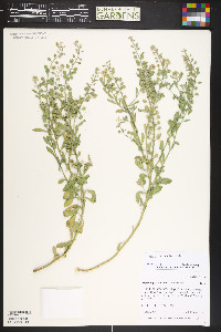 Alyssum simplex image