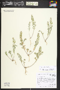 Alyssum alyssoides image