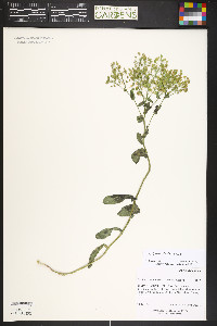 Lepidium chalepense image