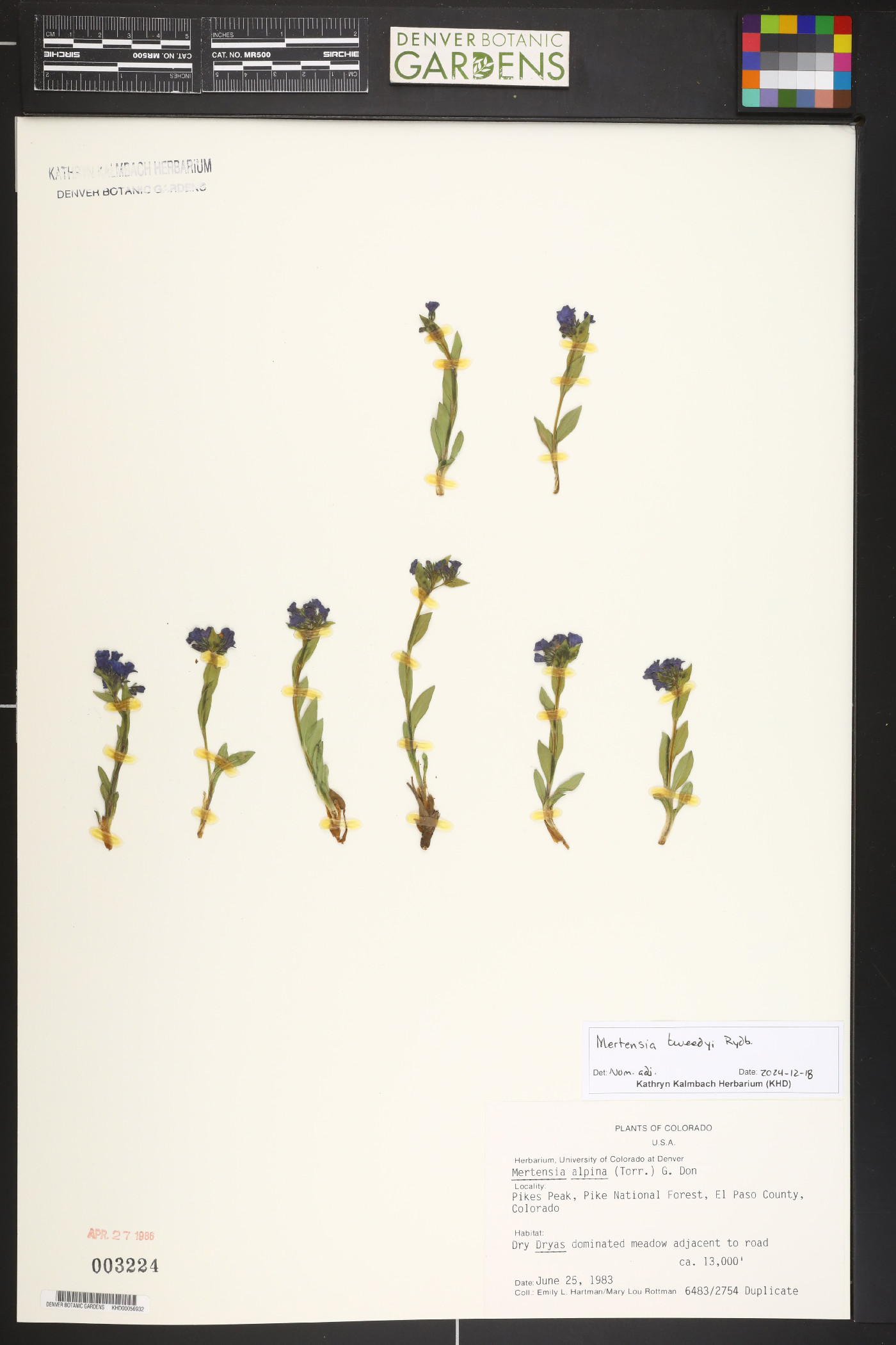 Mertensia tweedyi image