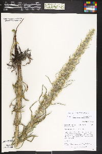 Oreocarya virgata image