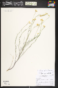 Sisymbrium linifolium image