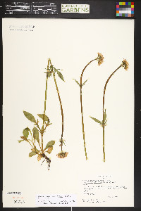 Valeriana capitata image