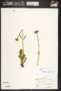 Valeriana acutiloba image