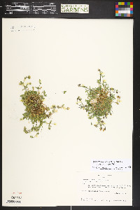 Cerastium beeringianum subsp. earlei image