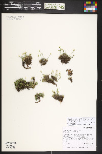 Cherleria obtusiloba image