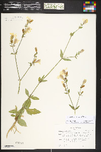 Silene dioica image