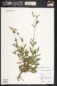 Silene dioica image