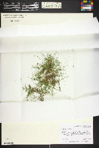 Sagina procumbens image