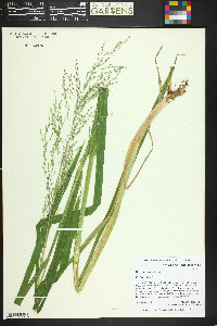 Glyceria grandis image