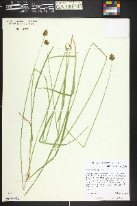 Carex pachystachya image