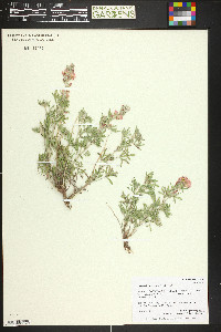 Sphaeralcea coccinea image