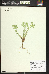 Euphorbia brachycera image