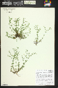 Arenaria lanuginosa var. saxosa image