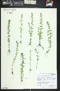 Veronica peregrina subsp. xalapensis image