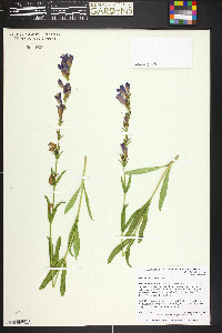 Penstemon strictiformis image