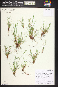 Carex deflexa image