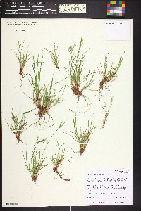 Carex deflexa var. boottii image