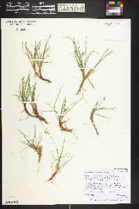 Carex deflexa image