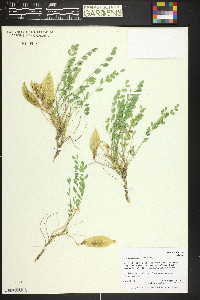 Astragalus megacarpus image